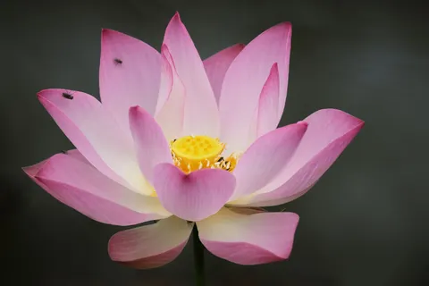 Sfondo Loto 4K · flowers · 3840×2560