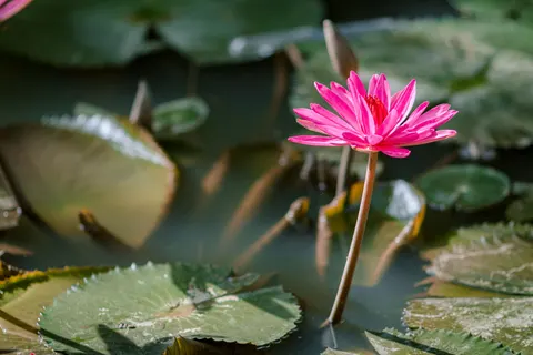 연꽃 4K 배경화면 · flowers · 3840×2560