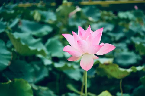 Lotus 4K Wallpaper · flowers · 3840×2555