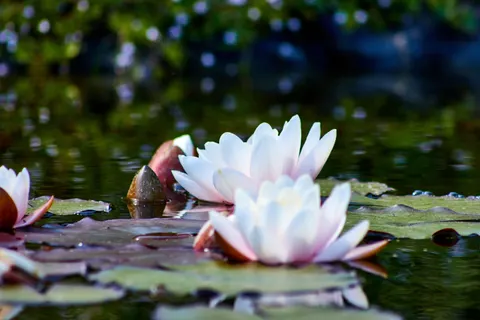 Lotus 4K Wallpaper · flowers · 3840×2560