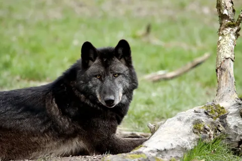 Wolf 4K Wallpaper · animals · 3840×2560