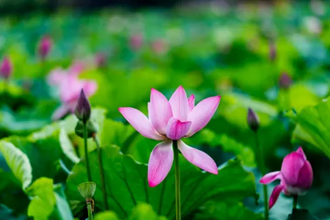 Sfondo Loto 4K · flowers · 3840×2563