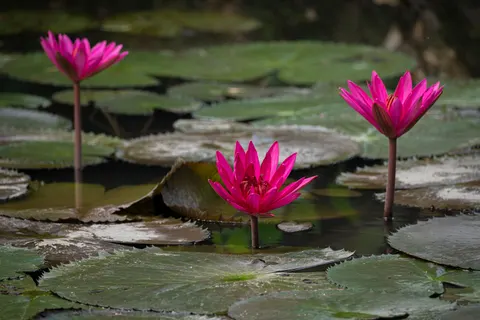 Lotus 4K Wallpaper · flowers · 3840×2560