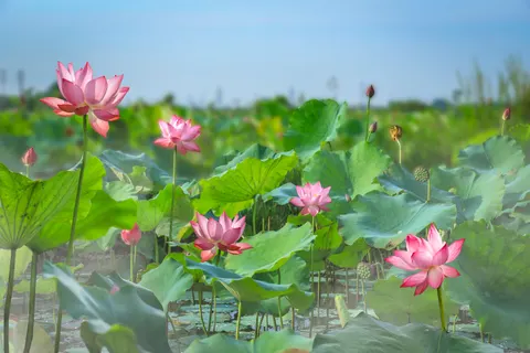 Lotus 4K Wallpaper · flowers · 3840×2560