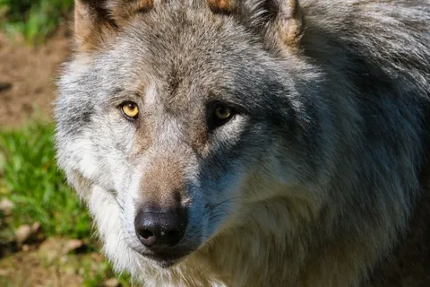 Wolf 4K Wallpaper · animals · 3840×2560