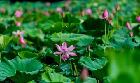 Tapeta Lotos 4K · flowers · 3840×2273