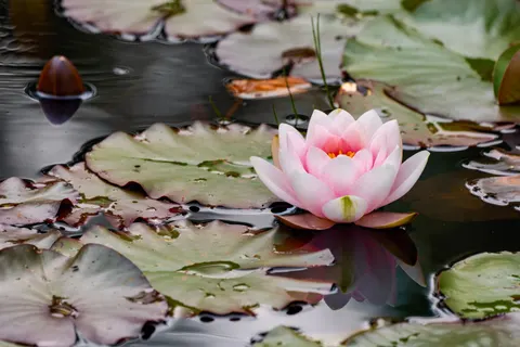Lotus 4K Wallpaper · flowers · 3840×2561