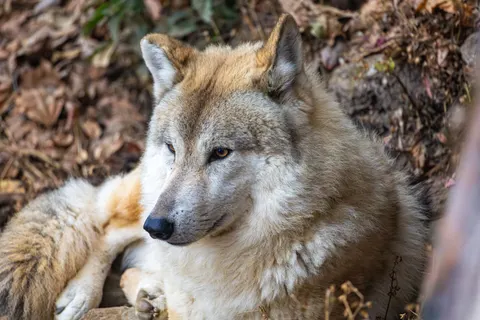 Wolf 4K Hintergrundbild · animals · 3840×2560