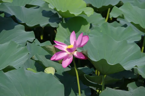 연꽃 4K 배경화면 · flowers · 3840×2553