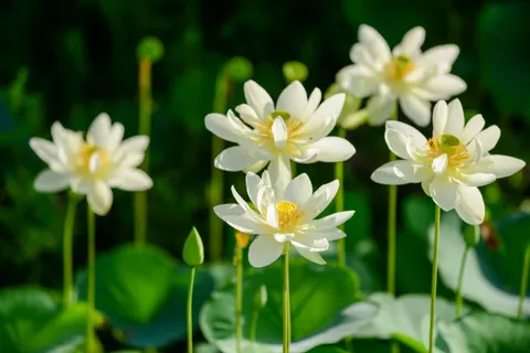 Hình nền Hoa Sen 4K · flowers · 3840×2563