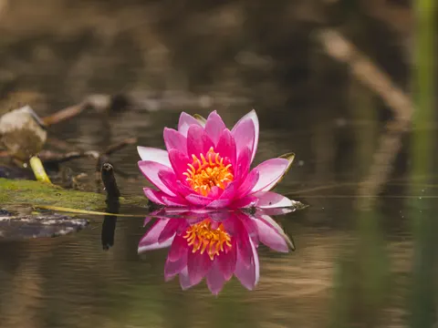 Sfondo Loto 4K · flowers · 3840×2880
