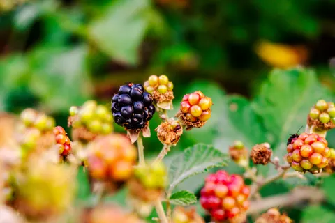 Sfondo Frutta Fresca 4K · food · 3840×2560