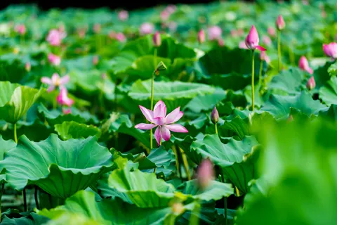 Hình nền Hoa Sen 4K · flowers · 3840×2563
