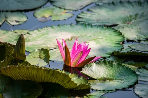 Lotus 4K Wallpaper · flowers · 3840×2560