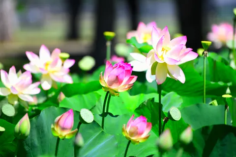 Sfondo Loto 4K · flowers · 3840×2560