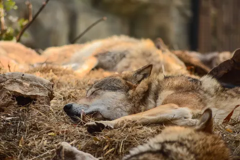 Обои Волк 4K · animals · 3840×2563
