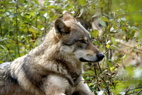 Wolf 4K Wallpaper · animals · 3840×2560