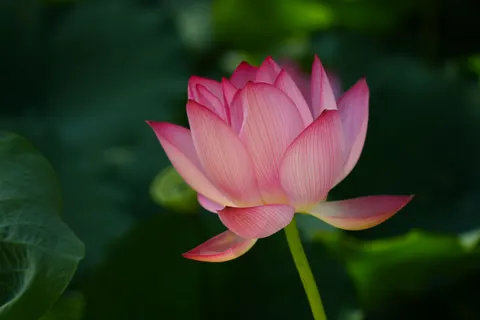 कमल 4K वॉलपेपर · flowers · 3840×2560