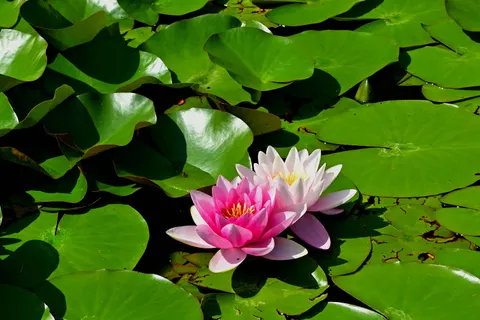 Tapeta Lotos 4K · flowers · 3840×2561