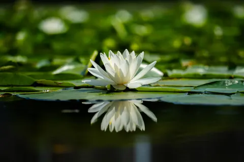 Обои Лотос 4K · flowers · 3840×2560