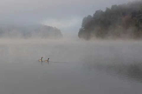 안개 낀 산호수 4K 배경화면 · nature · 3840×2560