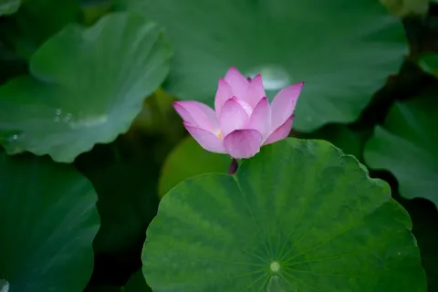 Lotus 4K Wallpaper · flowers · 3840×2560
