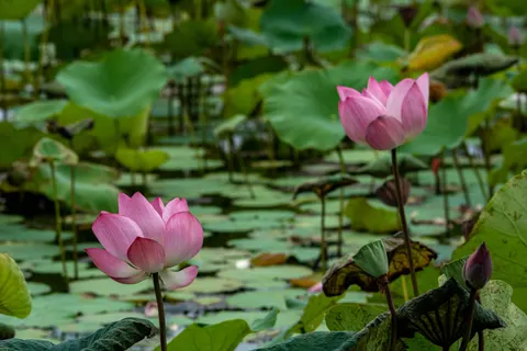 कमल 4K वॉलपेपर · flowers · 3840×2560