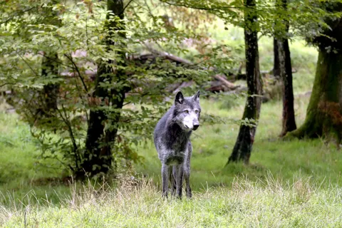 Wolf 4K Wallpaper · animals · 3840×2560