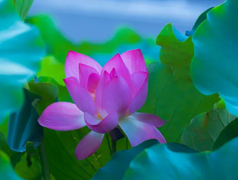 Sfondo Loto 4K · flowers · 3840×2892