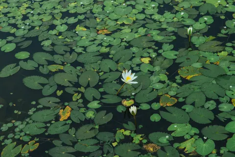 Lotus 4K Wallpaper · flowers · 3840×2560