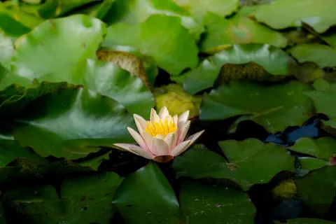 Lotus 4K Wallpaper · flowers · 3840×2560