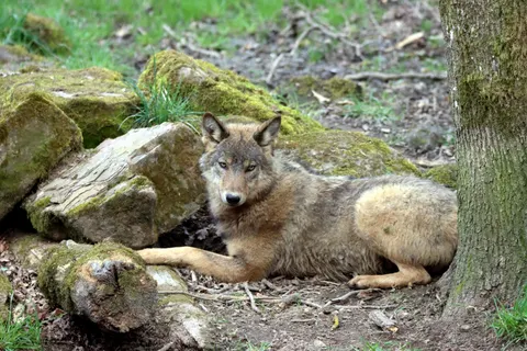 Wolf 4K Wallpaper · animals · 3840×2560