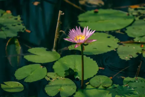 Sfondo Loto 4K · flowers · 3840×2560