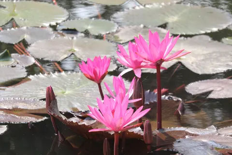 Wallpaper Bunga Teratai 4K · flowers · 3840×2560
