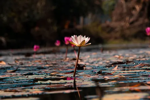 Lotus 4K Wallpaper · flowers · 3840×2560