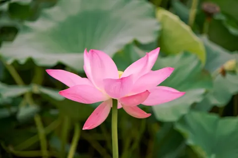 Sfondo Loto 4K · flowers · 3840×2560