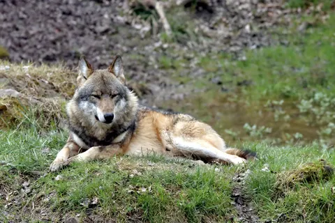 Wolf 4K Hintergrundbild · animals · 3840×2560