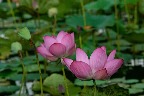 연꽃 4K 배경화면 · flowers · 3840×2560