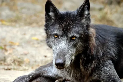 Wolf 4K Wallpaper · animals · 3840×2560