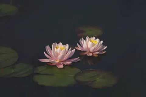Lotus 4K Wallpaper · flowers · 3840×2560