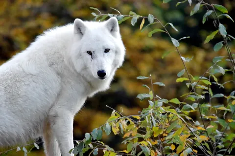 Wolf 4K Wallpaper · animals · 3840×2560