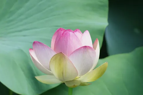 Lotus 4K Wallpaper · flowers · 3840×2560