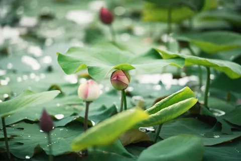 Tapeta Lotos 4K · flowers · 3840×2563