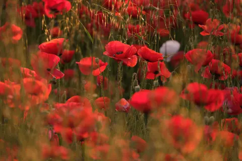 Poppy Field 4K Wallpaper · flowers · 3840×2560