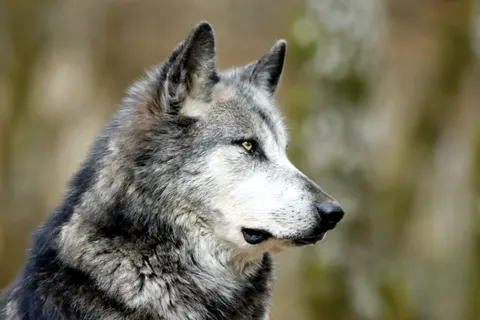 Fond d'écran Loup 4K · animals · 3840×2560