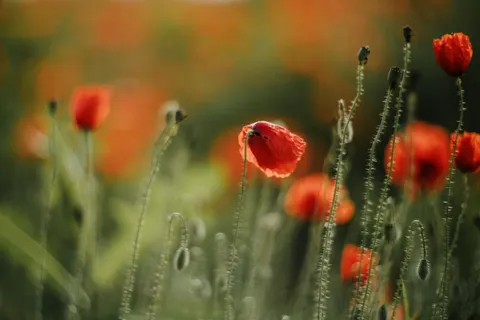罌粟花田 4K桌布 · flowers · 3840×2560