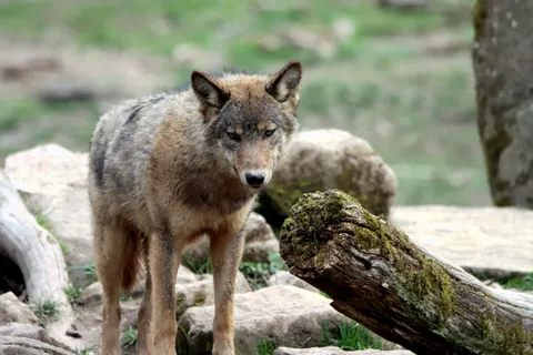 Wolf 4K Wallpaper · animals · 3840×2560