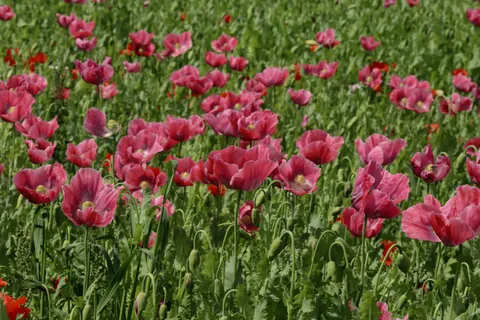 Poppy Field 4K Wallpaper · flowers · 3840×2560