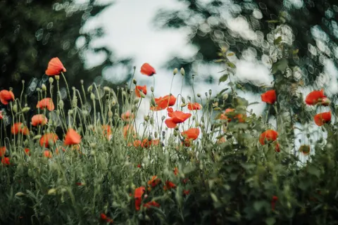 Poppy Field 4K Wallpaper · flowers · 3840×2560