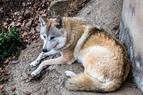Fond d'écran Loup 4K · animals · 3840×2560